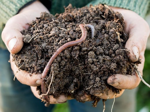 Earthworms-03_0