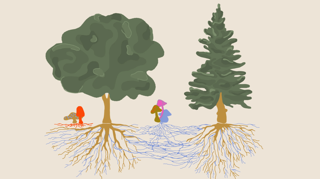 food web
