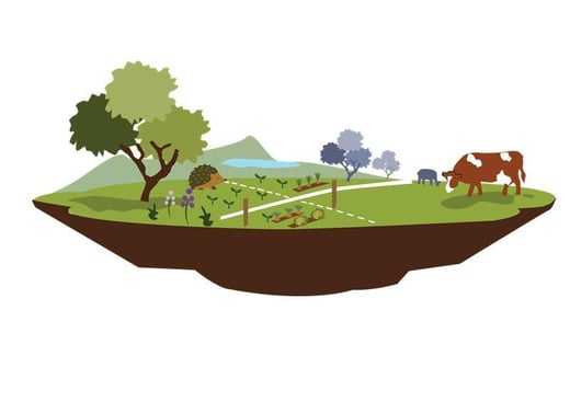 regenerative grazing livestock practises_transparent (1)